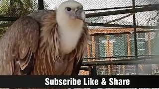 Golden Eagle Aquila Chrysaetos Male Brids In Zoo