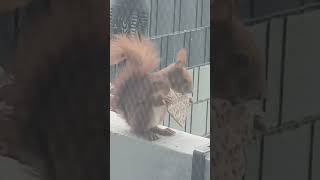 Білочка прийшла за порцією смаколиків 🤣Squirrel 🐿️