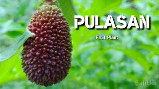 Pulasan Fruit Plant | Best Fruit | Kerala | Tasty Fruit | Exotic Fruit Plants