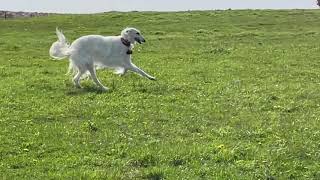 Borzoi visits the farm