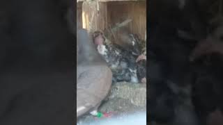 homing pigeons being fed by both parents