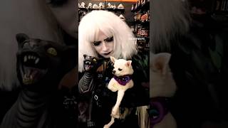 Chihuahua meets zombie cat #shorts #youtubeshorts #chihuahua