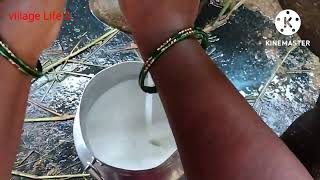 Village morning routen work buffalo milking by hand