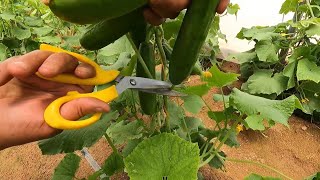 Poly Tunnel Greenhouse Update