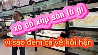 Vì Sao Đem Cá Về Rồi Lại Hối Hận | Cá Rồng Sài Gòn | Chú Đầu Bạc