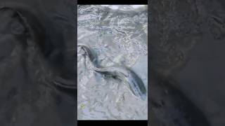 Monster big catfish catching #shorts #fishing #fish