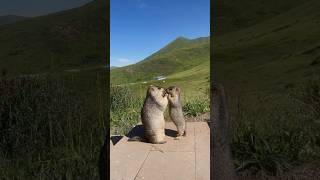 Super Cute and Friendly Himalayan Marmot: The Ultimate Snack Lover!#marmot #marmota #cuteanimals