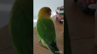 يوميات البغبغان مونك 🦜 Parrot story