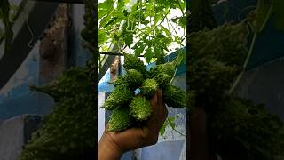 Bitter gourd/Growing Bitter Gourd/organic gardening Harvesting#shorts#vegetable#youtubeshorts#viral