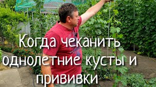 Когда нужно чеканить однолетний куст винограда. Как улучшить вызревание лозы