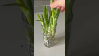 Regrow Spring Onions at Home in Water