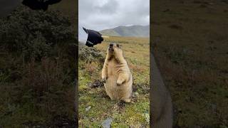 Chubby and Adorable Himalayan Marmot Eating Cookies #cutemarmot #marmot #cuteanimals #marmota #cute