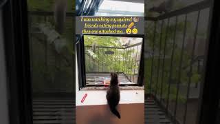 Cute kitty slapped by squirrel 🐿️ during... | cat videos for cats to watch squirrel | #catshorts