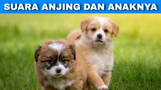 Efek Suara Anjing dan Anaknya | Dog and Puppy Sound Effects