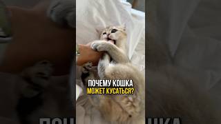 Почему кошка может кусаться и что это значит?🐾 #кошки #кошка #кот #кусь #питомцы #котики