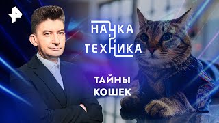 Тайны кошек — Наука и техника | РЕН ТВ | 04.08.2024