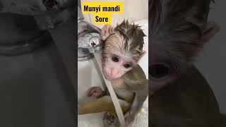 bayi monyet menggemaskan #babymonkey #animals #bayiberuk #monkeyvideo #short #shortvideo #subscribe