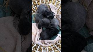 chestnuts babies have such unique fur. #animalshorts #animals #bunnys #silverfox #cute #baby