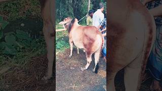 #1k#youtubeshorts #shortvideo #sylheti_video #cow #cowvideos #cowvlog #cowlover #galabazar #osmani