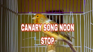 BEAUTIFUL CANARY SINGING | CANARY SONGS |CANARY TRAINING