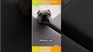 Tente não no final do vídeo kkkkkk #shorts  #short - VIDEO DE CACHORRO