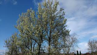 los cerezos no dejaban ver los nubarrones