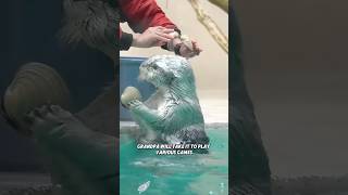 The clever sea otter and its caretaker grandfather #youtubeshorts #shorts #animals #otter #warmth