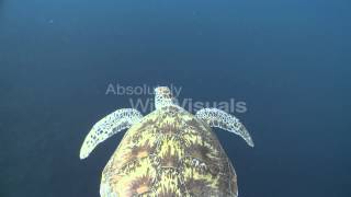 Green Sea Turtle Swimming