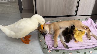 So funny cute😂!Mother duck bullies dog, suspects dog of stealing ducklings。Kittens are too clever