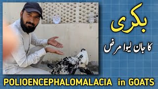 Polioencephalomalacia in goats 🐐| Don't miss this video