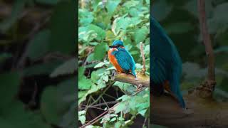 Take a moment to appreciate the #kingfisher #birds #nature #fyp