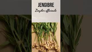 JENGIBRE | #plantas #medicine #medicinalplants #agroecology #agriculture #agricultura #shorts #bio