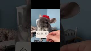 cute chinchilla#shorts #pets #chinchilla #subscribe #like