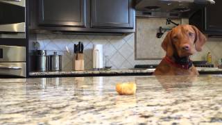 Dog vs Tater Tot - The Translation