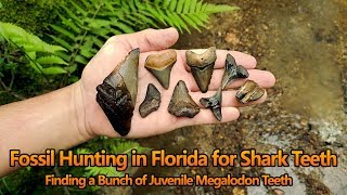 Fossil Shark Tooth Hunting in Florida - Finding Megalodon Teeth Fossils and More in the Creek!