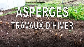 Asperges: Les travaux d'hiver