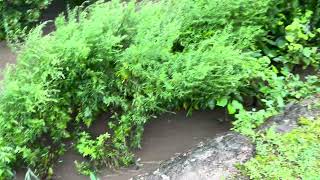 Dalton PA Downtown Ackerly Creek Flood 8-9-2024