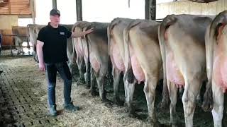 Ponte Vecchio - Brown Swiss Farm in Italy