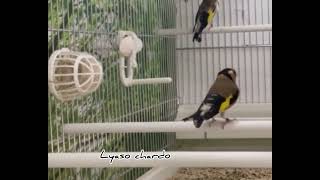 حسون شوتشي الإيطالي Chardonneret_Carduelis Cardellino _Tschusii