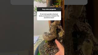 Duvida de Bonsai- o galho ladrão do bonsai