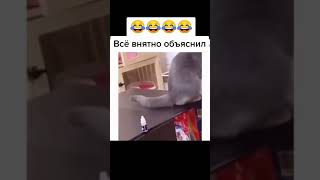 ОЧЕНЬ ПОНЯТЛИВАЯ КОШКА