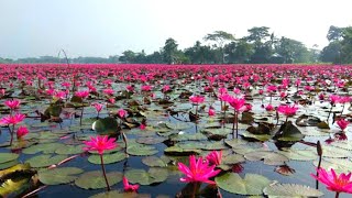 లక్షల కలువ పూలు ఒకే చోట| Bunch of Water Lilies