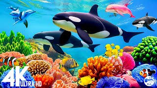 Aquarium 4K VIDEO (ULTRA HD) 🐠 Sea Animals for Relaxation, Beautiful Coral Reef Fish in the Ocean