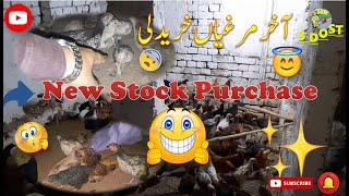 Golden Misri Chicks 🐥 | Purchase New Stock | Golden Misri Choz #villagelife #petsvlog