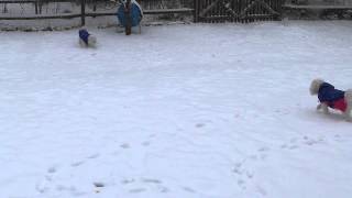 Southern Senior Dogs playing in Snow like Puppies!