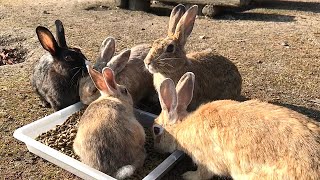 Bunny surprises everyone after 20 seconds