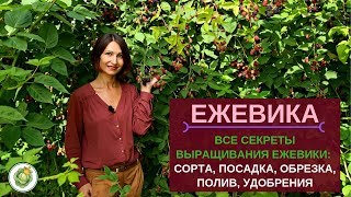 ЕЖЕВИКА - посадка, обрезка, уход//Все секреты большого урожая