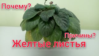 Почему желтеют литься у фиалки? Основные причины и способы устранить