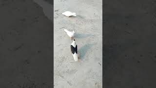 White and black gole kabutar showing 🥰😍😘 short video