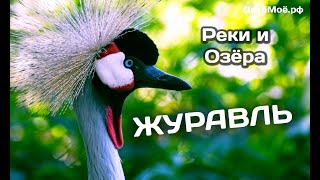 Журавль. Энциклопедия для детей про животных. Реки и Озера